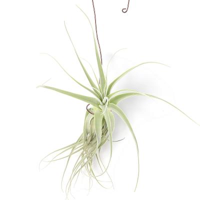 チランジア ストラミネア（観葉植物） | 花、ガーデニング のおすすめ