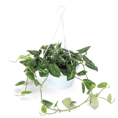 スキンダプサスのおすすめ人気ランキングTOP100 - Yahoo!ショッピング