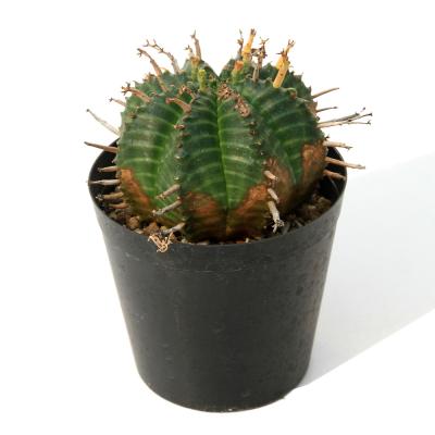 ユーフォルビア（サボテン、多肉植物） | 花、ガーデニング のおすすめ