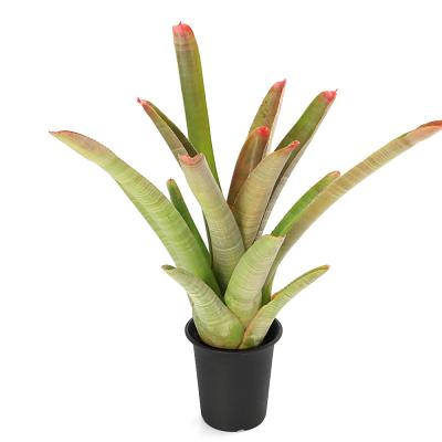 タンクブロメリア（観葉植物） | 花、ガーデニング のおすすめ人気商品