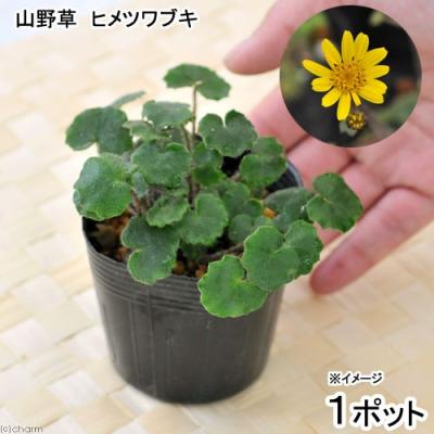 ツワブキのおすすめ人気商品一覧 通販 - Yahoo!ショッピング