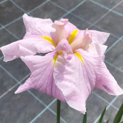 花菖蒲 苗の商品一覧 通販 - Yahoo!ショッピング