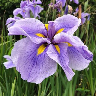 花菖蒲 苗のおすすめ人気商品一覧 通販 - Yahoo!ショッピング