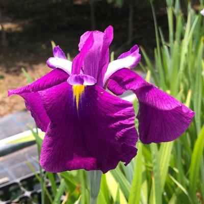 花菖蒲 苗のおすすめ人気商品一覧 通販 - Yahoo!ショッピング