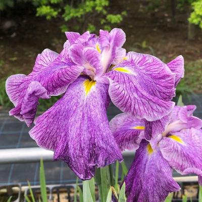 花菖蒲 苗の商品一覧 通販 - Yahoo!ショッピング