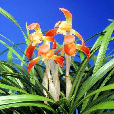 春蘭（盆栽、苔玉） | 花、ガーデニング のおすすめ人気商品一覧 通販