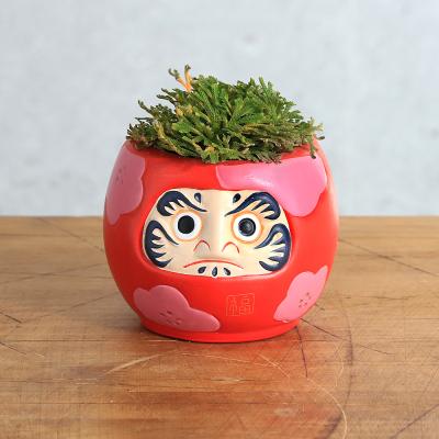 【石鉢・寄せ植え鉢・岩ヒバ岩松鉢】オブジェ・庭石・置物・ガーデニング 寄せ植え「サファリ・ガーデン」｜フラワーギフト通販ならイイハナ