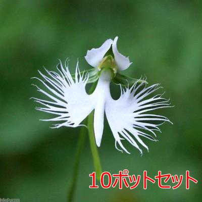 サギソウのおすすめ人気ランキングTOP100 - Yahoo!ショッピング