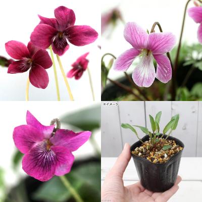スミレ 苗のおすすめ人気商品一覧 通販 - Yahoo!ショッピング