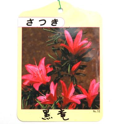 皐月盆栽のおすすめ人気商品一覧 通販 - Yahoo!ショッピング