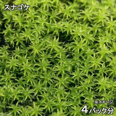 スナゴケシートのおすすめ人気商品一覧 通販 - Yahoo!ショッピング