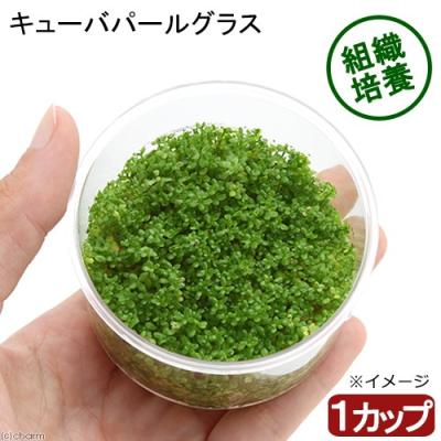 組織培養 ニューラージパールグラスのおすすめ人気商品一覧 通販