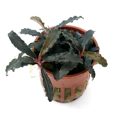 ブセファランドラ　ミックス　3種類セット ブセファランドラ ミックス 3種類セット ブセファランドラ 3種類