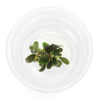 ブセファランドラのおすすめ人気商品一覧 通販 - Yahoo!ショッピング