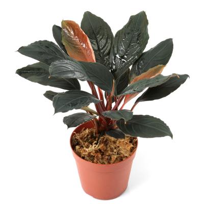 ブセファランドラのおすすめ人気商品一覧 通販 - Yahoo!ショッピング