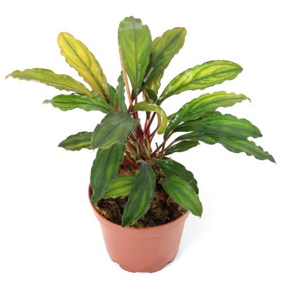 ブセファランドラのおすすめ人気商品一覧 通販 - Yahoo!ショッピング