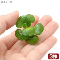 アクアリウム用水草 ランキング41位 60位 人気売れ筋ランキング Yahoo ショッピング