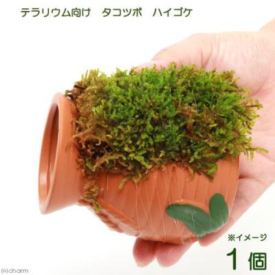 ハイゴケのおすすめ人気商品一覧 通販 - Yahoo!ショッピング