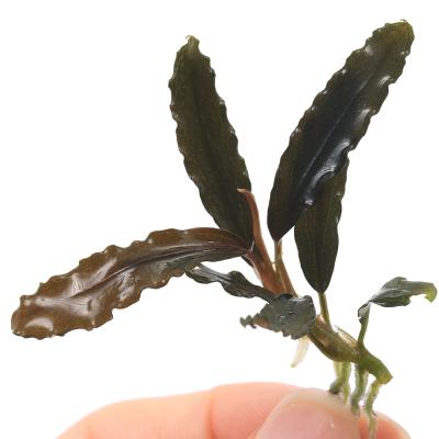 ブセファランドラのおすすめ人気商品一覧 通販 - Yahoo!ショッピング