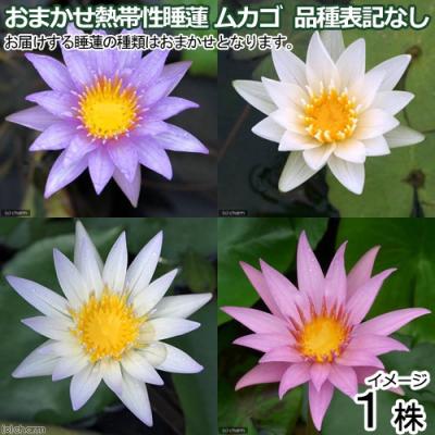ムカゴの商品一覧 通販 - Yahoo!ショッピング