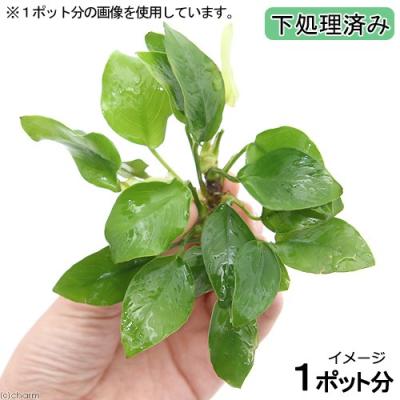 アヌビアスナナのおすすめ人気商品一覧 通販 - Yahoo!ショッピング