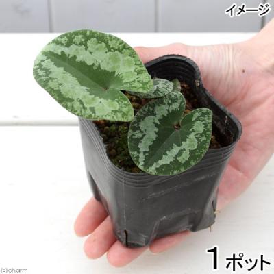 天然/野生＊里山自生【カンアオイ/寒葵/斑入り】山野草/東京檜原村産/完全無農薬 天然/野生＊里山自生【カンアオイ/寒葵/斑入り】山野草/東京檜原