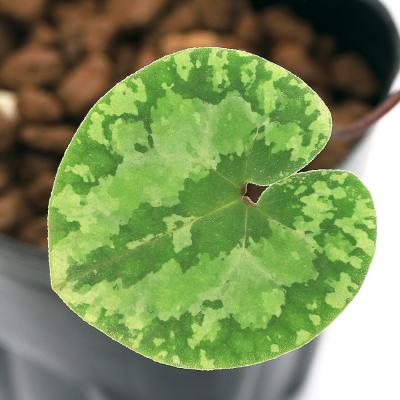 カンアオイのおすすめ人気商品一覧 通販 - Yahoo!ショッピング