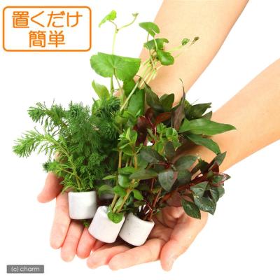 ☆atsupapa☆様 リクエスト 4点 まとめ商品　水草 水草のおすすめ人気商品一覧 通販 - Yahoo!ショッピング