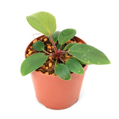 その他観葉植物 homalomena sp. Mamasa Sulawesi Barat Homalomena sp. Mamasa 