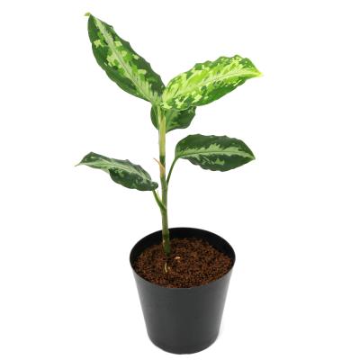 アグラオネマのおすすめ人気商品一覧 通販 - Yahoo!ショッピング