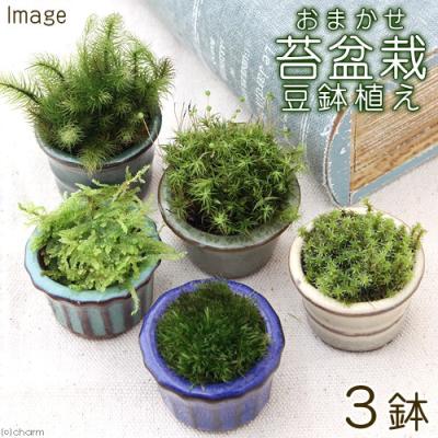 豆盆栽 鉢の商品一覧 通販 - Yahoo!ショッピング 豆盆栽 鉢の商品一覧 通販 - Yahoo!ショッピング