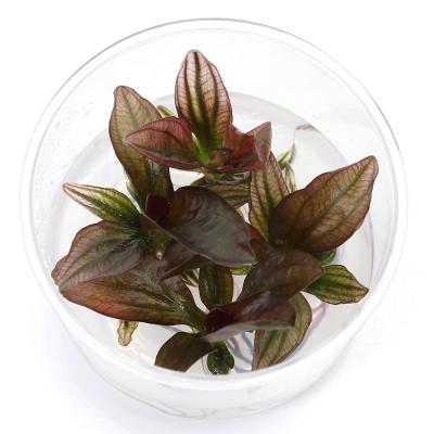 エキノドルスのおすすめ人気ランキングTOP100 - Yahoo!ショッピング