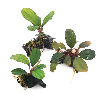 ブセファランドラのおすすめ人気商品一覧 通販 - Yahoo!ショッピング