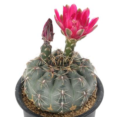 サボテンギムノカリキウムのおすすめ人気商品一覧 通販 - Yahoo