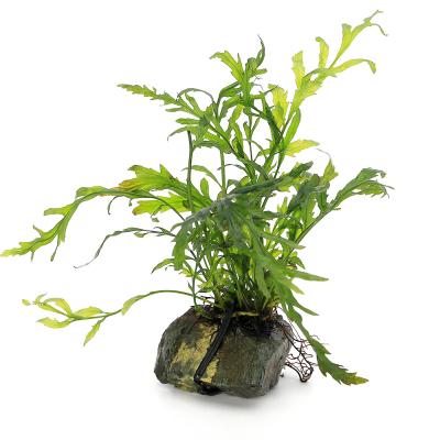 ボルビティス 水草のおすすめ人気商品一覧 通販 - Yahoo!ショッピング