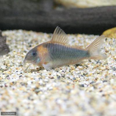 キンペコのおすすめ人気商品一覧 通販 - Yahoo!ショッピング