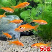 金魚 ランキングtop11 人気売れ筋ランキング Yahoo ショッピング