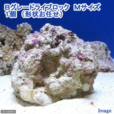ライブロック約13×10cm 特大イソギンチャク付き ライブロック約13×10cm 特大イソギンチャク付き