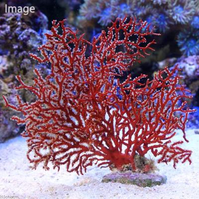 珊瑚礁　赤色珊瑚　イソバナ珊瑚　インテリア　宝石珊瑚 珊瑚礁 赤色珊瑚 イソバナ珊瑚 インテリア 宝石珊瑚 珊瑚礁 赤色珊瑚