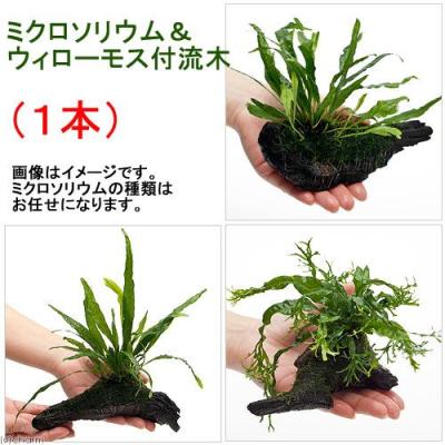 ミクロソリウム 本ナローのおすすめ人気商品一覧 通販 - Yahoo