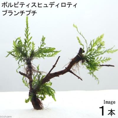 ボルビティス 水草のおすすめ人気商品一覧 通販 - Yahoo!ショッピング