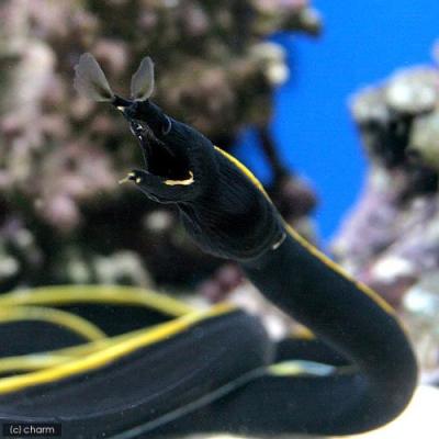 海水魚 トラウツボ インディアンモレイ ゼブラウツボ