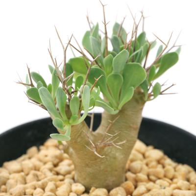 オトンナ ユーフォルビオイデス（花、ガーデニング）のおすすめ人気