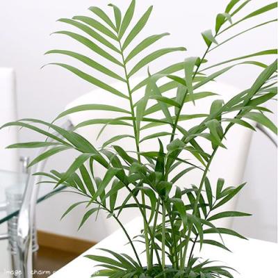 チャメドレア属（観葉植物） | 花、ガーデニング のおすすめ人気商品