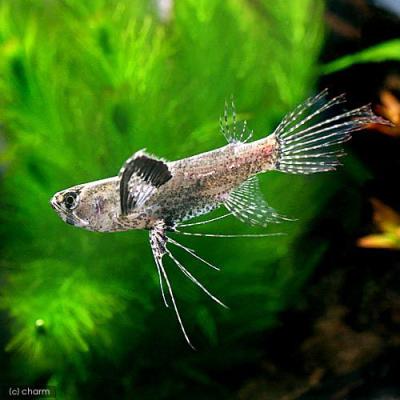 アロワナ（熱帯魚生体）｜観賞魚生体｜熱帯魚、アクアリウム用品