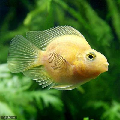 熱帯魚）カラーパロットファイヤー・シクリッド イエロー（1匹