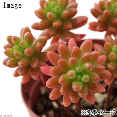 セダムのおすすめ人気商品一覧 通販 - Yahoo!ショッピング