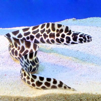 海水魚 トラウツボ インディアンモレイ ゼブラウツボ