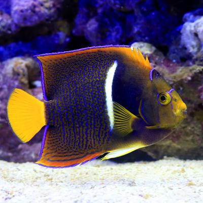 海水魚）ヤッコ 一点物 キングエンゼルフィッシュ MF−5989（1