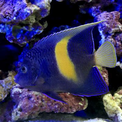 海水魚 生体の商品一覧 通販 - Yahoo!ショッピング
